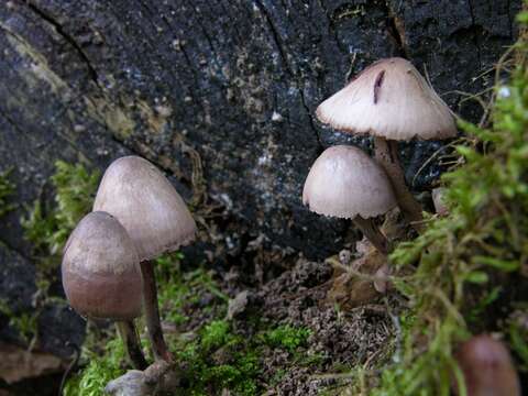 Image of Mycena