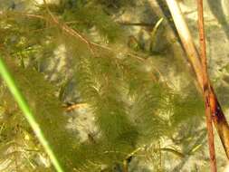 Image of water milfoil family