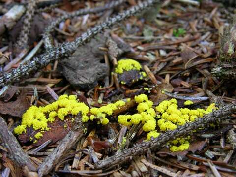 Image of slime molds