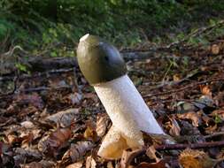 Image of Phallus