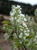 Image de Amelanchier humilis Wiegand