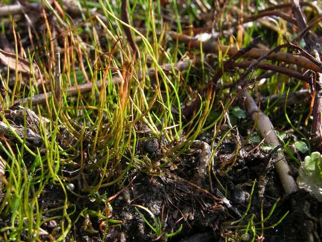 Image of pillwort