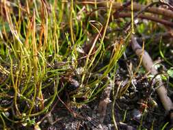 Image of pillwort