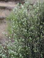 Image de Amelanchier humilis Wiegand