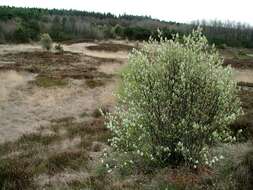 Image de Amelanchier humilis Wiegand