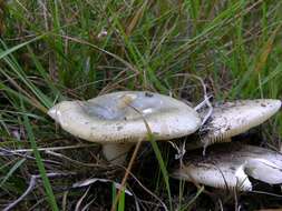 صورة Russula aeruginea Lindblad ex Fr. 1863