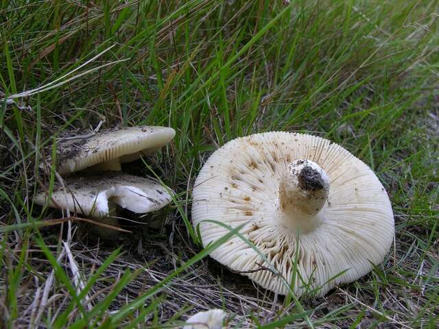 صورة Russula aeruginea Lindblad ex Fr. 1863