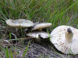 صورة Russula aeruginea Lindblad ex Fr. 1863