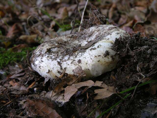 Image of Russula delica Fr. 1838