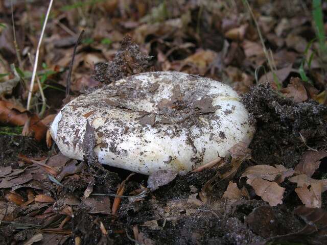 Image of Russula delica Fr. 1838