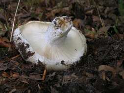 Image of Russula delica Fr. 1838