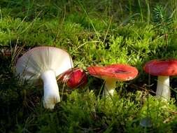 Image of Russula emetica (Schaeff.) Pers. 1796