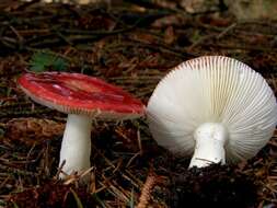 Image of Russula emetica (Schaeff.) Pers. 1796