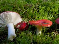 Image of Russula emetica (Schaeff.) Pers. 1796