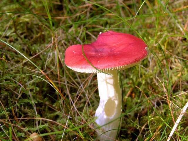 Image of Russula emetica (Schaeff.) Pers. 1796