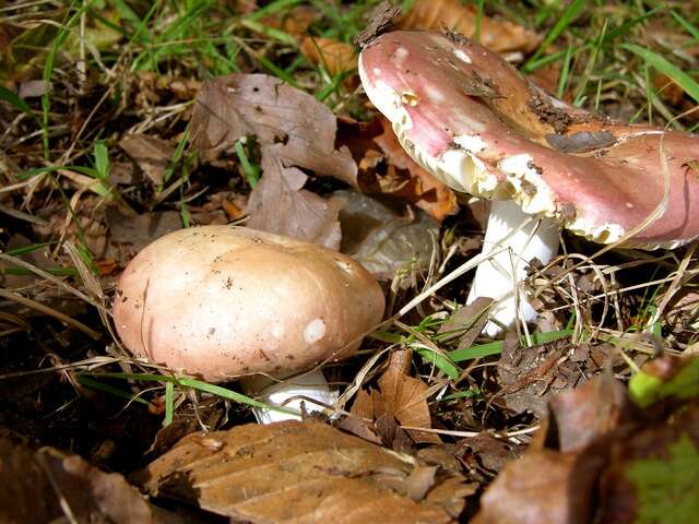 Image of Russula laeta Jul. Schäff. 1952