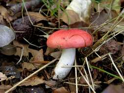 Image of Russula nobilis Velen. 1920