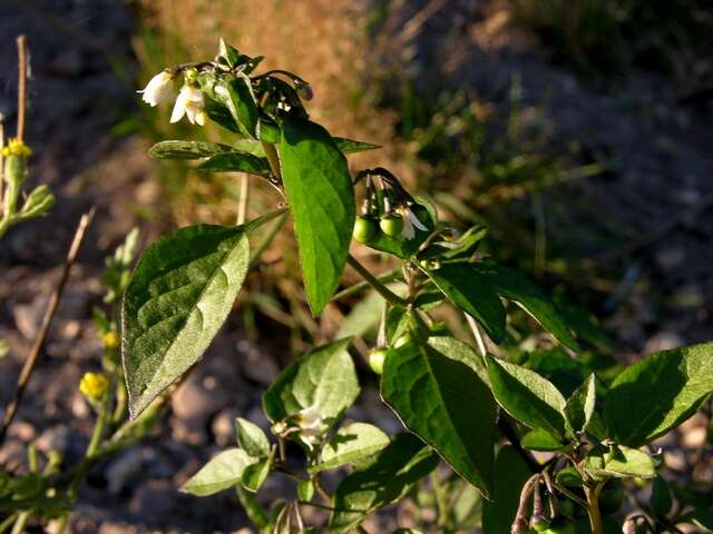 Image of European Black Nightshade