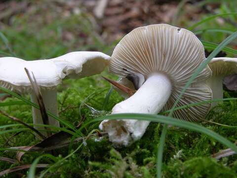 Imagem de Tricholoma albidum Bon 1984