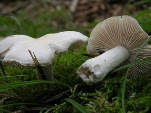 Image of Tricholoma albidum Bon 1984