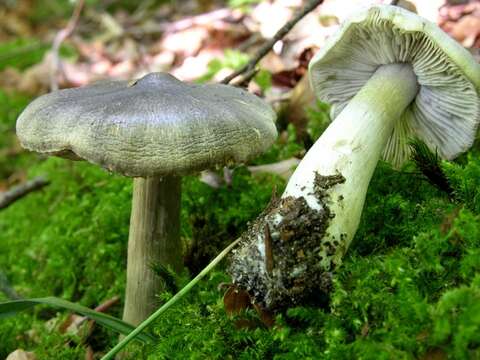 Plancia ëd Tricholoma sciodes (Pers.) C. Martín 1919