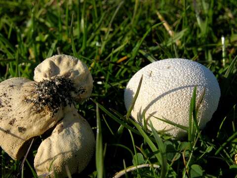 Image of Lycoperdon