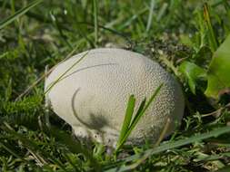 Image of Lycoperdon