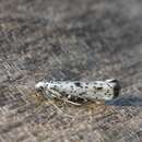 Image of black-tipped ermine