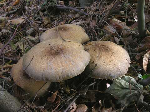 Image of Agaricus augustus Fr. 1838