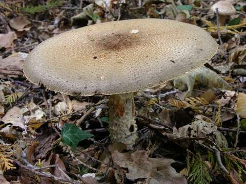 Image of Agaricus augustus Fr. 1838