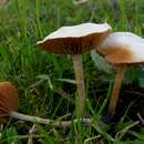 Image de Agrocybe des pelouses