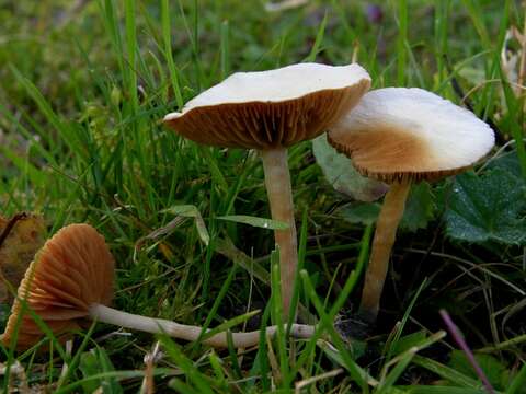 Image of Agrocybe