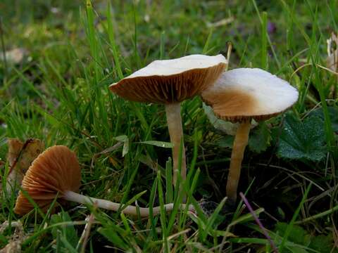 Agrocybe resmi