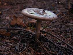 Image de <i>Amanita porphyrea</i>