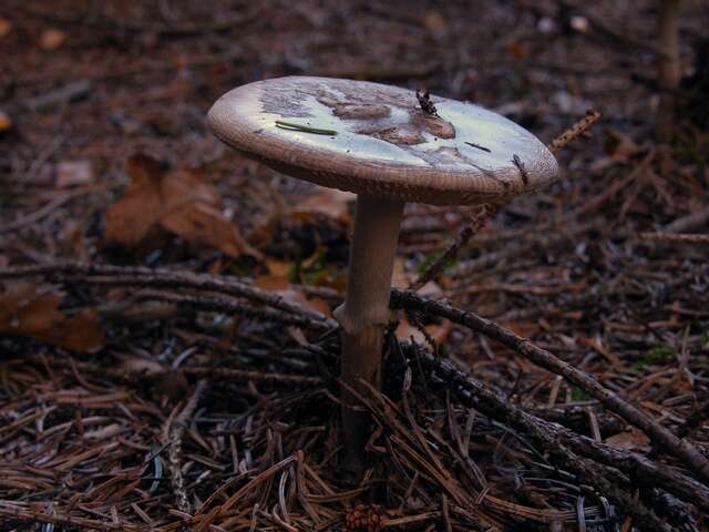 Image de <i>Amanita porphyrea</i>