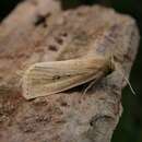 Image of Webb's Wainscot