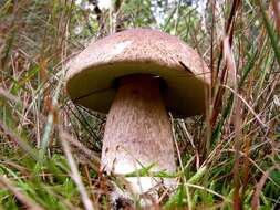 Image of Boletus pinophilus Pilát & Dermek 1973