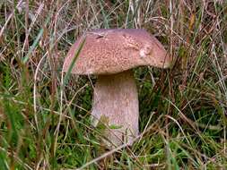 Image of Boletus pinophilus Pilát & Dermek 1973