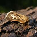 Image of antler moth