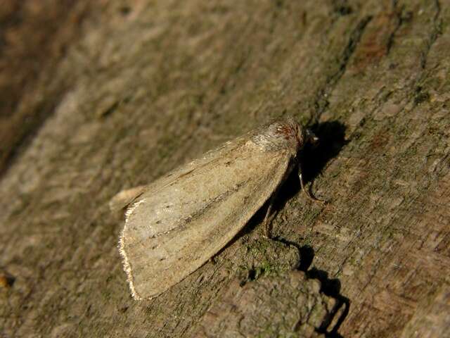 Image of owlet moths