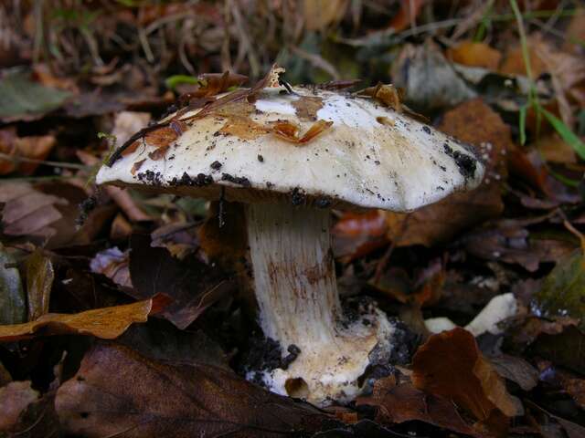 Image of Cortinarius foetens (M. M. Moser) M. M. Moser 1967