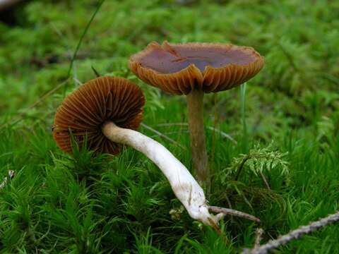 Image of Cortinarius obtusus (Fr.) Fr. 1838