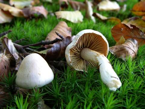 Image of Cortinarius ochroleucus (Schaeff.) Fr. 1838