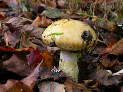 Слика од Cortinarius olidus J. E. Lange 1940