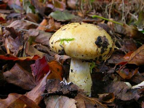 Слика од Cortinarius olidus J. E. Lange 1940