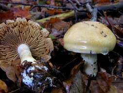 Слика од Cortinarius olidus J. E. Lange 1940