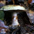 Слика од Cortinarius subarquatus (M. M. Moser) M. M. Moser 1967