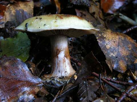 Слика од Cortinarius subarquatus (M. M. Moser) M. M. Moser 1967