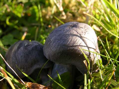 Image of Bloxam's entoloma