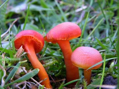 Image of waxcaps (fungi)